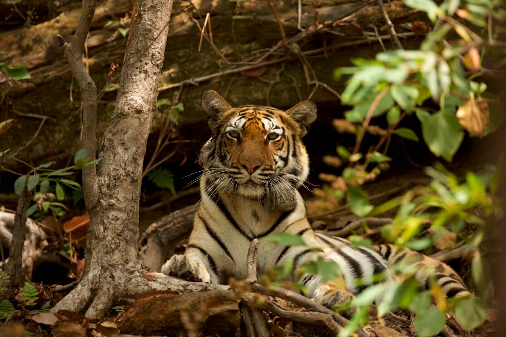 The Majestic Bengal Tiger Is an Endangered Species